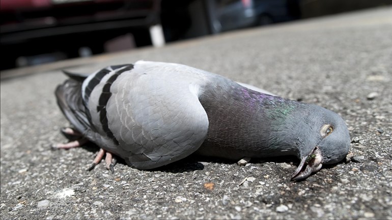 Een-dode-duif-foto-ter-illustratie-Foto-iStock.jpg