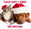 adopt a senior.jpg